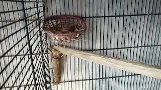 China dove breeding setup detailed