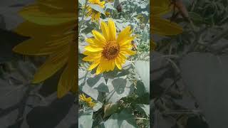 The beauty of nature #shortvideo #trendingshorts #shorts #youtubeshorts #short #shortsfeed #viral