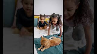 funny cat video short | ফানি ক্যাট ভিডিও ২০২৪ | funny video. #cat #ytshorts #howtogetmoreviews