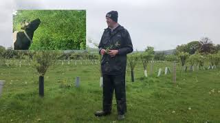 Selective grazing of trees for self medication by cattle