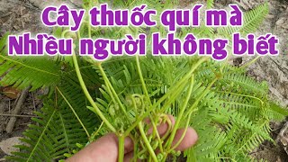 Bài thuốc trị Viêm khí quản cấp tính, khí hư bạch đới ( huyết trắng), tiểu buốt. PHAN HẢI Vlog.