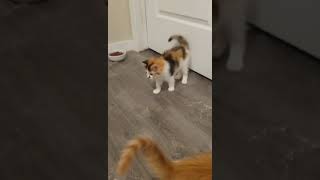 kittens playing