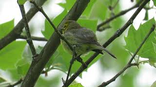 Prairie Warbler