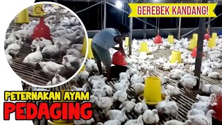 CARA TERNAK AYAM POTONG / PEDAGING! Grebek kandang, ngikutin kegiatan kerja anak kandang.