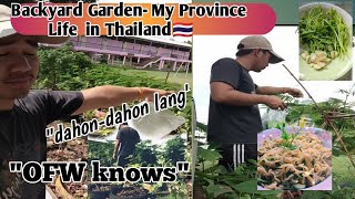 Backyard Garden | My province life in Thailand🇹🇭