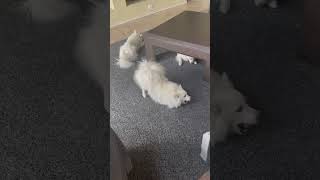 The Cutest American Eskimo Dogs