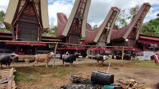 Ratusan Juta berjejer di Halaman Rumah duka di RITUAL PEMAKAMAN TORAJA