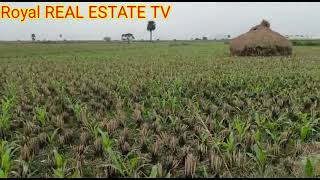 Land for sale|| Real Estate land|| Paddy Land for sale|| East Godavari Land|| Royal Real Estate TV||