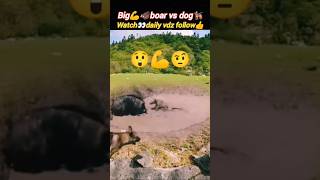 Dog vs boar🐗😳 | boar vs dog fight | dog video | animal lovers | @Wildshikaari007 | #shorts