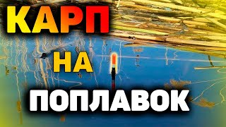 Карпы МАШИНЫ рвут лески!!! Ловля карпа на поплавок и флет