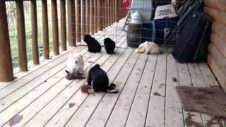 Chow pups playing on porch