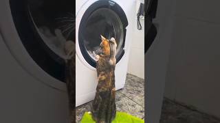 El gato está lavando la ropa #cat #shortvideo #funnyanimal