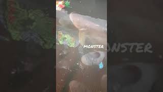 #monster #ikan patin vs #ikan gurameh umur 10tahun