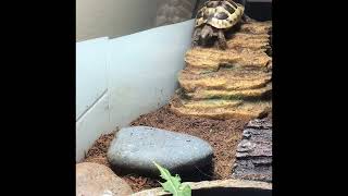 Tortoise Sliding Down Rock