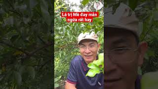 Lá trị Mề đay mẫn ngứa rất hay. PHAN HẢI Vlog