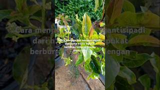 #buah #tanaman #berkebun #semangatberkebunkarenaberkebunsangatmenyengkan