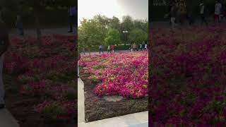 Dubai Public Park🥰 with Mamzar view #shorts #dubai #park