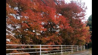 Cycling to Itoshima Pass Nov 11, Fukuoka Japan