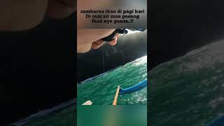 sambaran ikan di pagi hari di saat air mau pasang #shorts #strikegt #gtfishing #gtpopping #fishing