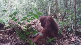 Orangutan mom and baby looking for termites #indonesia_orangutan_tours  #tanjungputing #orangutan