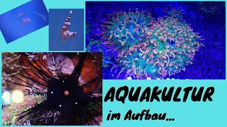 Einblicke in die Nachzuchten der Meerwasser Aquaristik (kommender Aquakulturbetrieb?)