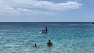 Nice day for a paddle board with your dog 😃