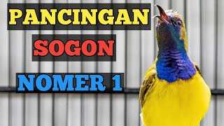 PANCINGAN SOGON NO 1, SOGON JANTAN GACOR PAS UNTUK PANCINGAN SOGON