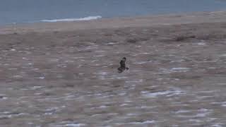 Short-eared Owl