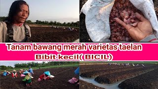 tanam bawang merah varietas taelan,bibit kecil kecil( BICIL)