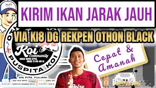 CARA PENGIRIMAN IKAN KOI JARAK JAUH VIA KI8 REKPEN OTHON BLACK| 100% CEPAT, AMAN DAN AMANAH