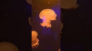 Jellyfish dance 🪼🪼🪼