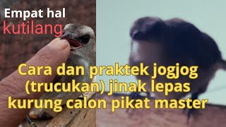 trik dan praktek cara trucukan(jogjog)jinak lepas kurung jadi master pikat