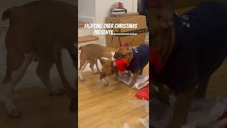 Frenchies fighting over their christmas presents. #frenchies #dogs #dogshorts #christmas #presents