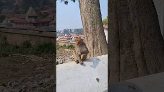 Monkey Eating Coconut