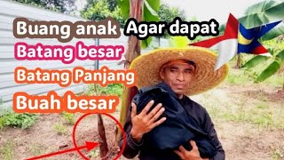 Cara buang anak agar batang besar, Batang panjang dan buah besar.