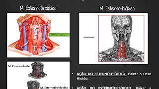 Músculos do Pescoço