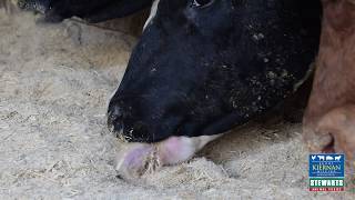 Beef Trial using our Hi Maize Mix, Silage, Pot Ale in Diet Feeder