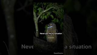 Never 🚫put me in a situation*owl?#attitude#owl#owlattitude#shorts