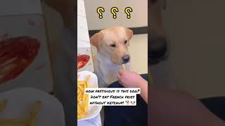 how fastidious is this dog?Don’t eat French fries without ketchup!#tiktok #dog  #pet