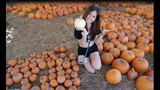 HUNSADER FARMS: HALLOWEEN PUMPKIN FEST ! - Bradenton,Fl