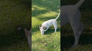 Saying My Dogs Favorite Words #AKC #BullTerrier #3MonthsOld #ChosenSheepKennels #Cute #Pretty #STL