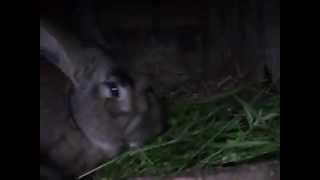 bos zajada zilonkę/ rabbit eating grass