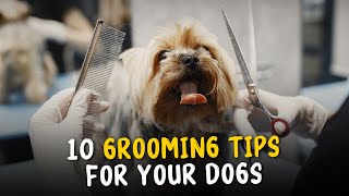 10 Grooming Tips For Dogs