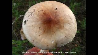 Hygrophorus discoideus. Champimaginatis. English Text.