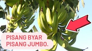 pisang byar,pisang jumbo.#pisang