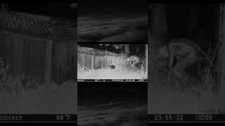 Something is in the backyard!  #reels #cryptid #alien #giant #bigfoot #monster #tiktok #viral