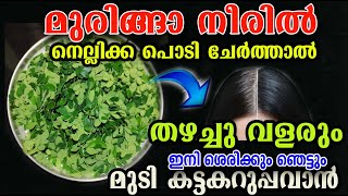 മുരിങ്ങ ഇല ഉണ്ടോ?? ഇങ്ങനെ ചെയ്താൽ വണ്ണത്തിലും നീളത്തിലും വളർത്താം /muringa hair care/malayalam