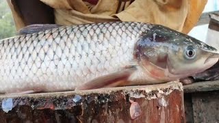 Amazing Ruho fish cutting skill live in fish market | Fish cutting skill | Fish cutting expert