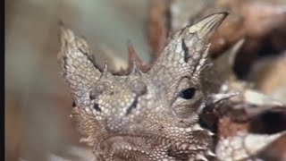 Kadal Setan | Thorny Devil, Evolusi untuk bertahan hidup terhadap lingkungan yang keras