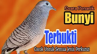 PANCINGAN PERKUTUT // SUARA PENARIK BUNYI TERBUKTI COCOK UNTUK PANGCINGAN SEMUA JENIS PERKUTUT !!